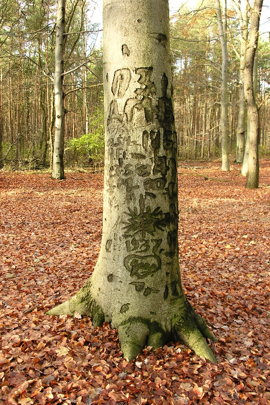 Schitzerei an einer buche in Potsdam 2004