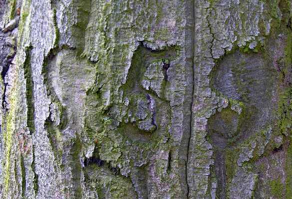 Schitzerei an einer buche in Potsdam 2004