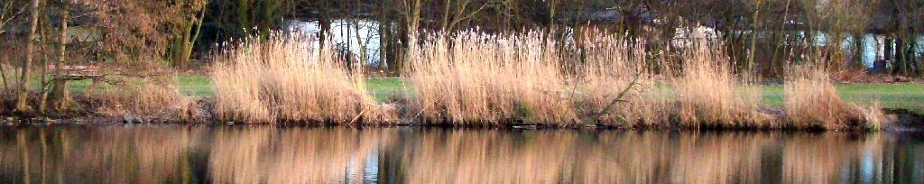 Jenfelder Moorsee