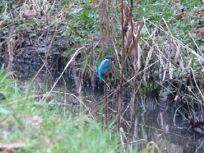 Eisvogel an der Rahlau neben der Transformatorenstation