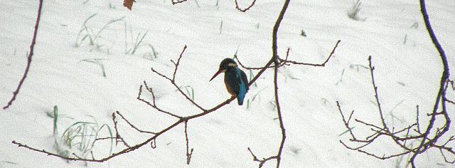 Eisvogel im Schnee am Ufer der Rahlau in Hamburg