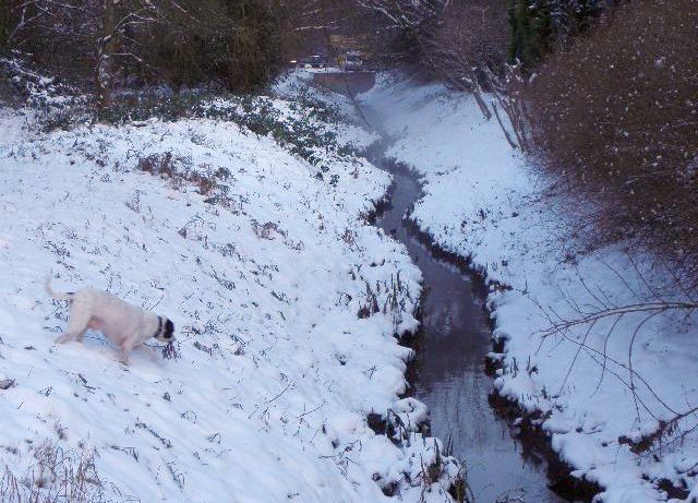 Die Rahlau im Schnee. Im Hintergrund steigt Nebel auf. Am linken Ufer schnüffelt Toby