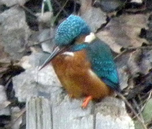 Eisvogel im Ansitz auf dem Pegel am Sandfang der Rahlau