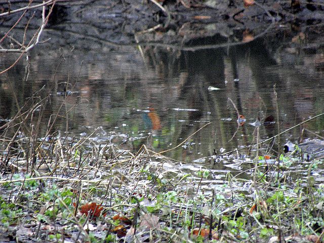Eisvogel spiegelt sich im Wasser der Rahlau