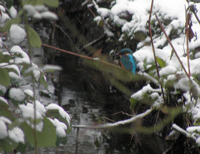 Eisvogel an der Rahlau