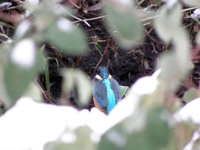 Eisvogel am Ufer der Rahlau gut versteckt im Gestrüpp von Brombeeren