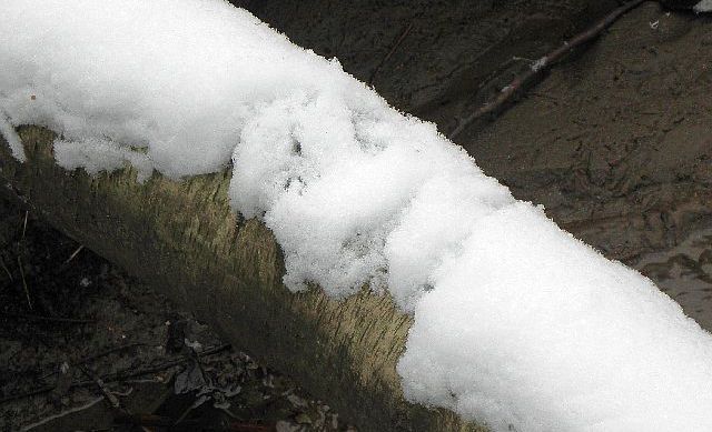 Eisvogelspuren im Schnee auf einer umgefallenen Birke über die Rahlau