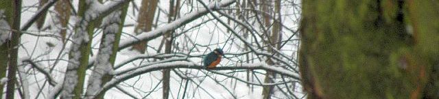 Eisvogel im Ansitz an der Rahlau in Hamburg