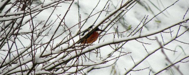 Eisvogel an der Rahlau im Schnee