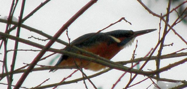 Eisvogel gespannt