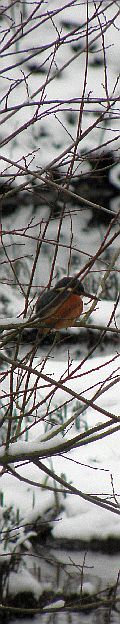 Eisvogel im Ansitz an der Rahlau
