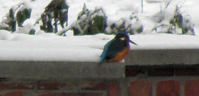 Eisvogel im Ansitz am durchlaß Jenfelder Allee in Hamburg