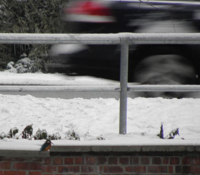 Eisvogel und Auto am Durchlaß Jenfelder Allee