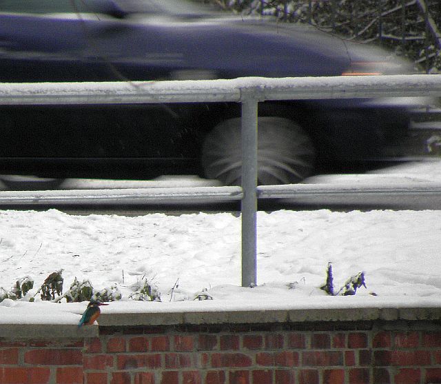 Eisvogel und Auto am Durchlaß Jenfelder Allee