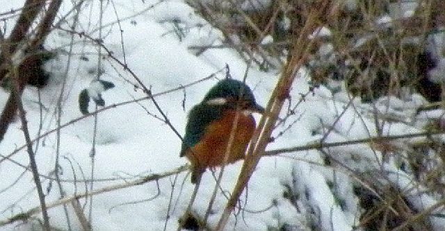 Eisvogel an der Rahlau