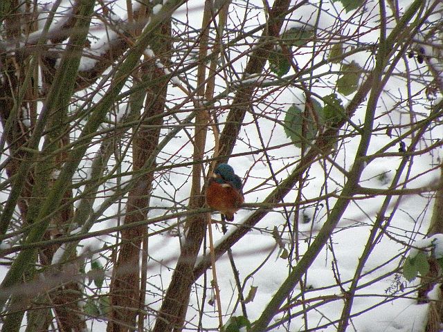 Eisvogel im Ansitz am Sandfang der Rahlau