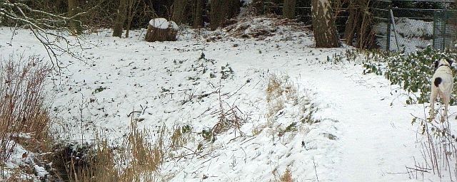 Eisvogel und Hund an der Rahlau