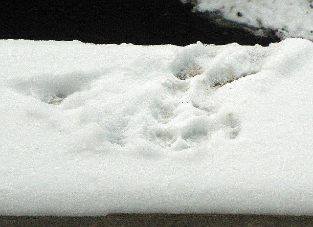 Katzenpfotenspur im Schnee an der Jenfelder Allee