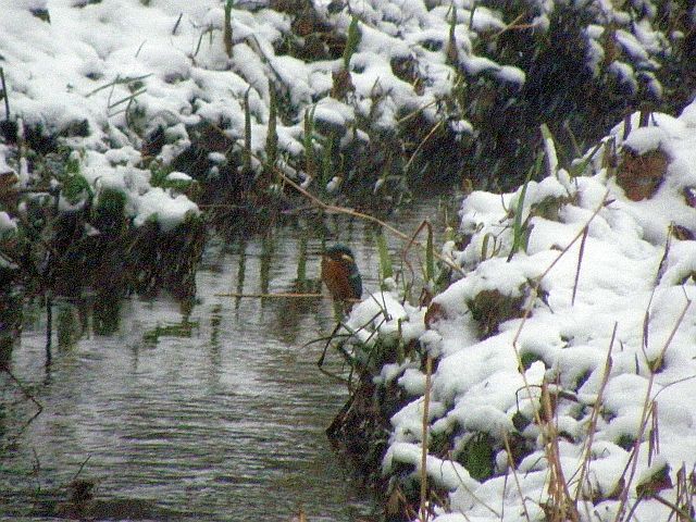 Eisvogel im Schnee an der Rahlau in Hamburg