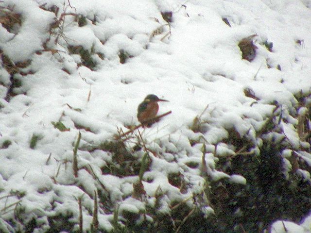 Eisvogel im Schnee an der Rahlau in Hamburg