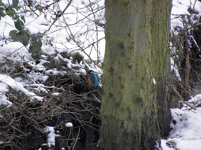 Eisvogel im Schnee an der Rahlau in Hamburg