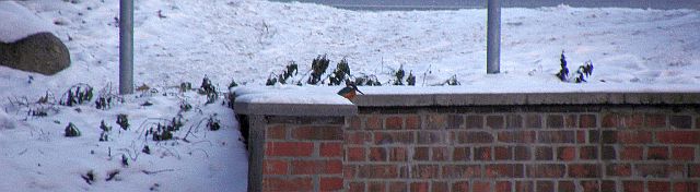 Eisvogel auf der Stützwand für den Grabendurchlaß der Rahlau an der Jenfelder Allee in Hamburg