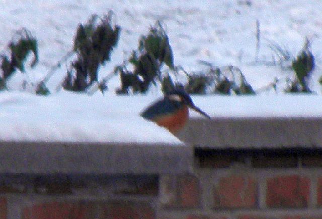 Eisvogel auf der Stützwand für den Grabendurchlaß der Rahlau an der Jenfelder Allee in Hamburg