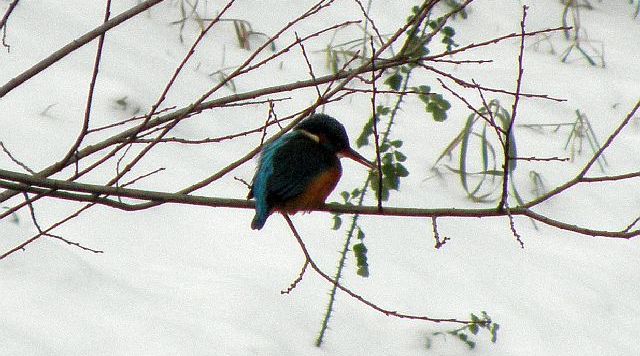 Eisvogel am Sandfang der Rahlau in Hamburg