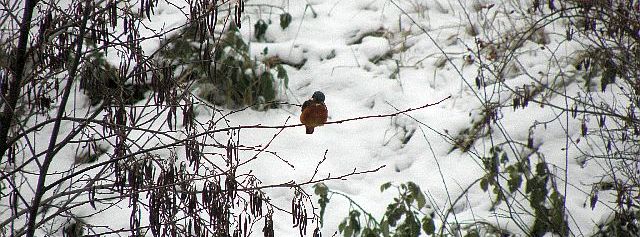 Eisvogel im Winter am Sandfang der Rahlau in Hamburg