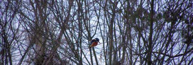 Eisvogel im Winter am Sandfang der Rahlau in Hamburg