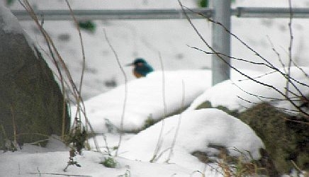 Eisvogel am Grabendurchlaß der Jenfelder Allee in Hamburg