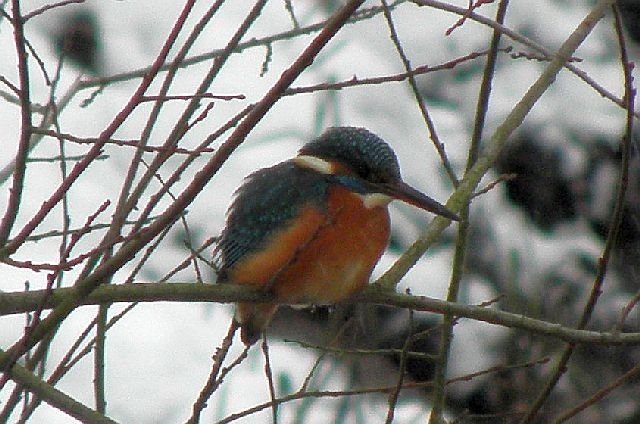 Eisvogel am Sandfang der Rahlau in Hamburg