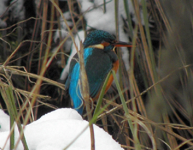 Eisvogel am 09.01.2010 an der Rahlau