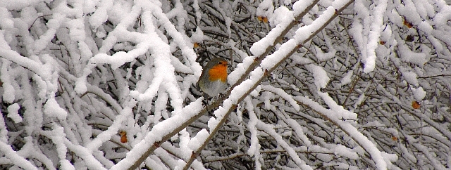 Rotkehlchen im Schnee an der Rahlau