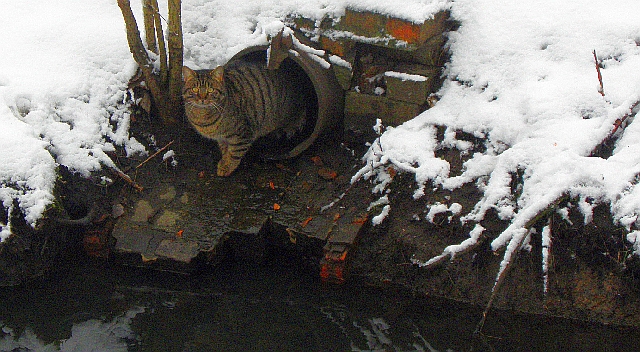 Katze im Rohr an der Rahlau im Eisvogelrevier