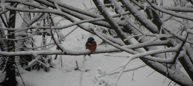 Eisvogel im Schnee am Sandfang der Rahlau in Hamburg