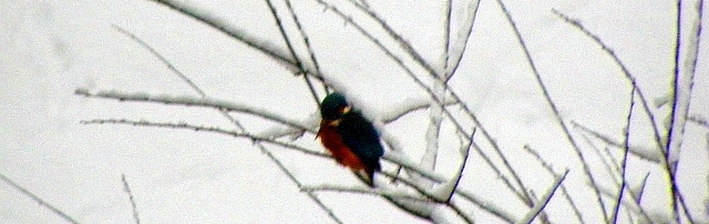 Eisvogel im Schnee am Sandfang der rahlau in Hamburg