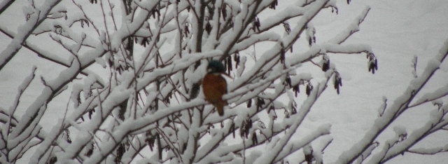 Eisvogel im Schnee am Sandfang der rahlau in Hamburg