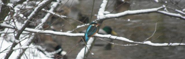 Eisvogel an der Wandse