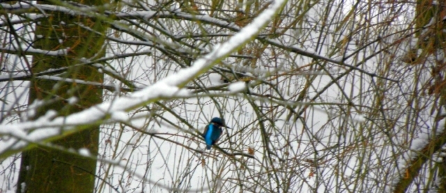 Eisvogel an der Wandse bei Rahlstedt