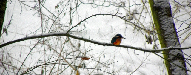 Eisvogel im Ansitz im Winter