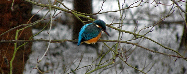 Eisvogel sprungbereit