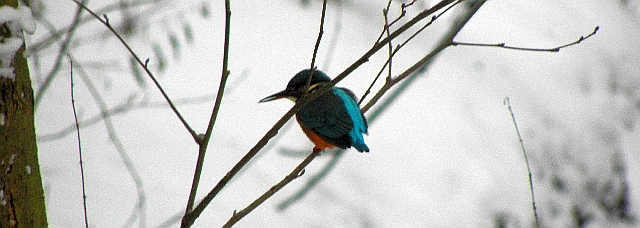 Eisvogel im Winter