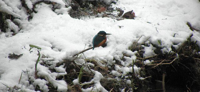 Eisvogel Rahlau 2010 im Schnee