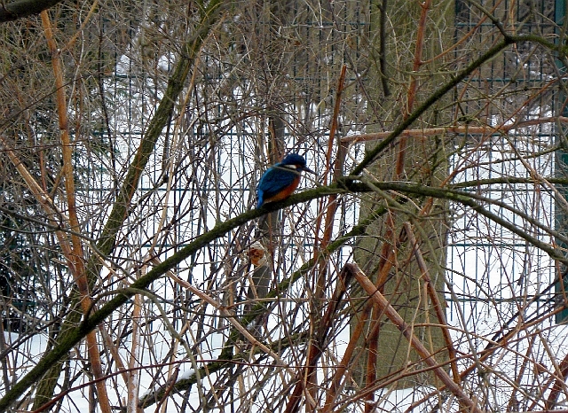 Eisvogel am Jenfelder Allee Durchlaß