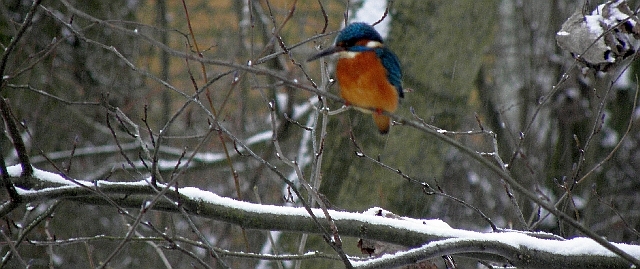 Eisvogel an der Wandse