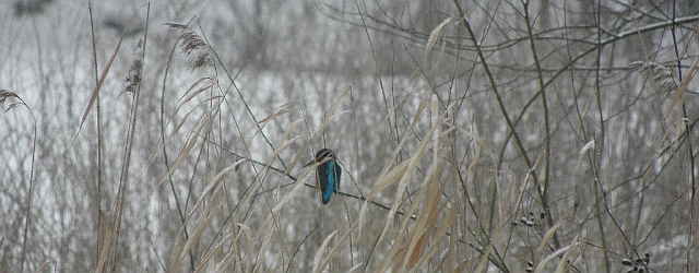 Eisvogel im Schilf an der Wandse