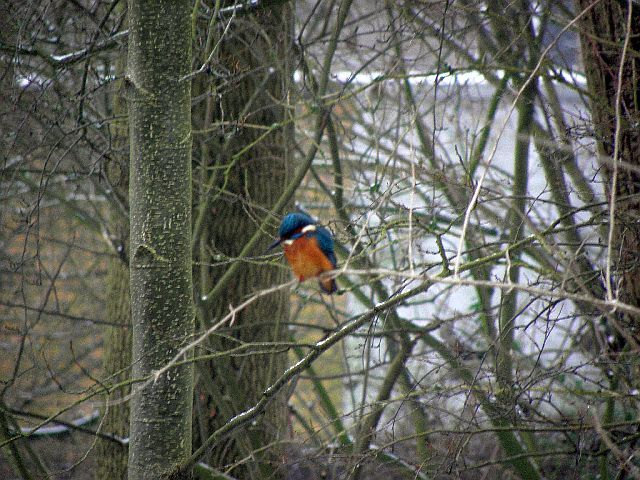 Eisvogel an der Wandse Liliencronpark Rahlsgtedt in Hamburg