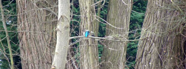 Eisvogel an der Wandse