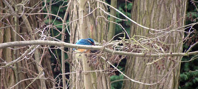 Eisvogel an der Wandse